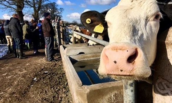 A cow sticking its head through a fence.